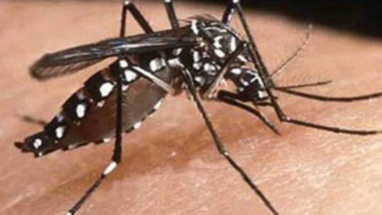 chiken_s_650_092616050022